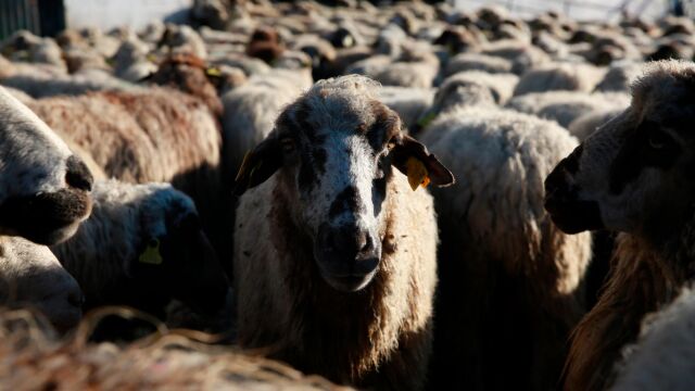 La Región de Murcia destina 500.000 euros a la erradicación de enfermedades animales