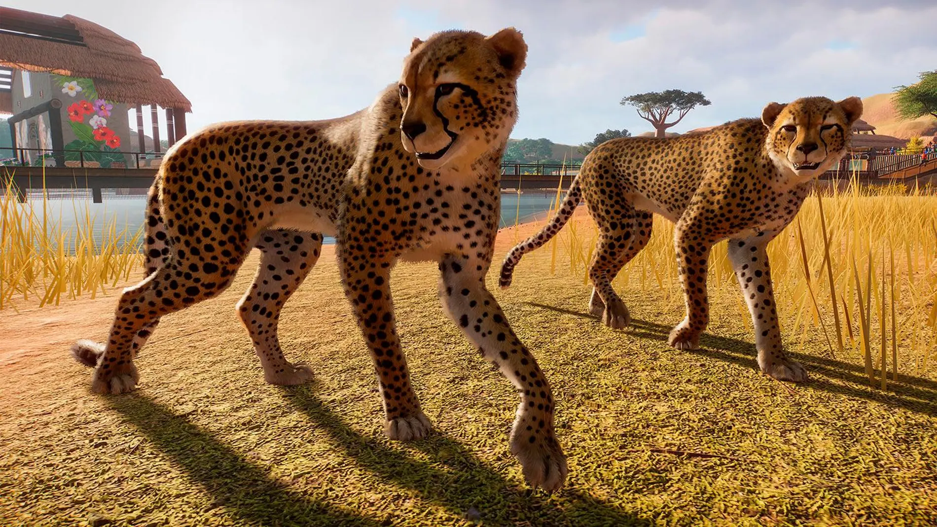 Unos leopardos de Planet Zoo