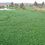 Voluntarios de la Fundación Naturgy, en el Parque Natural de La Majal Pego de Oliva, en Valencia