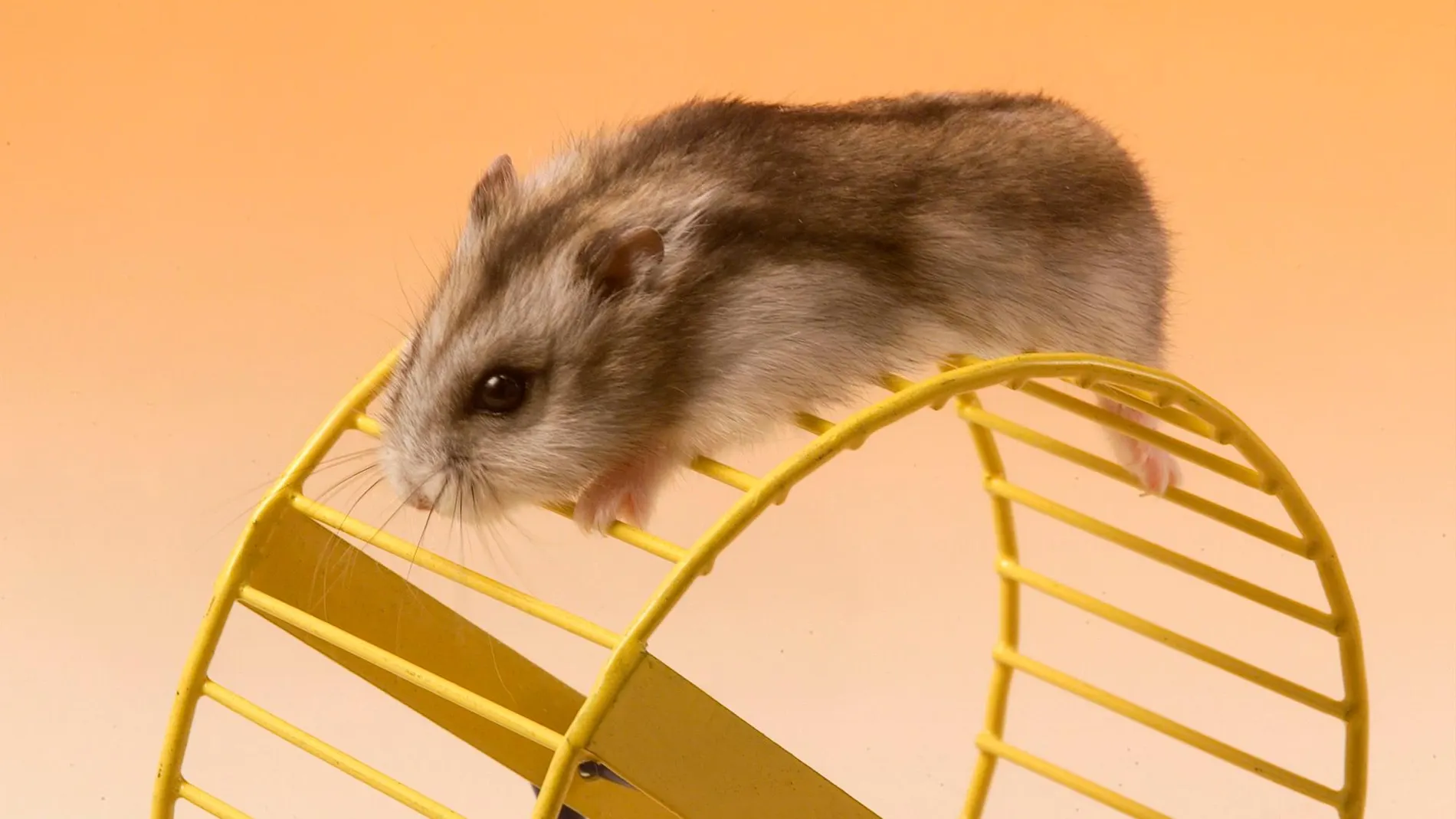 Un hamster sobre una rueda / Foto: La Razón