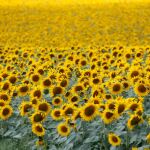 Es agradable beber unas copas de vino local frente a los campos de girasoles.