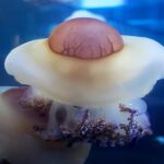 Ejemplares de medusa “huevo frito”. Oceanogràfic de Valencia
