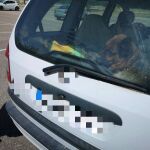 Imagen de la perra en el maletero del coche de su dueño