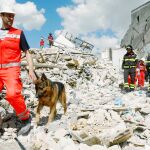 Los perros pueden realizar tareas de búsqueda más exhaustivas que los humanos