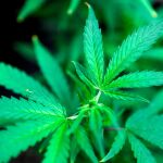 Planta de cannabis