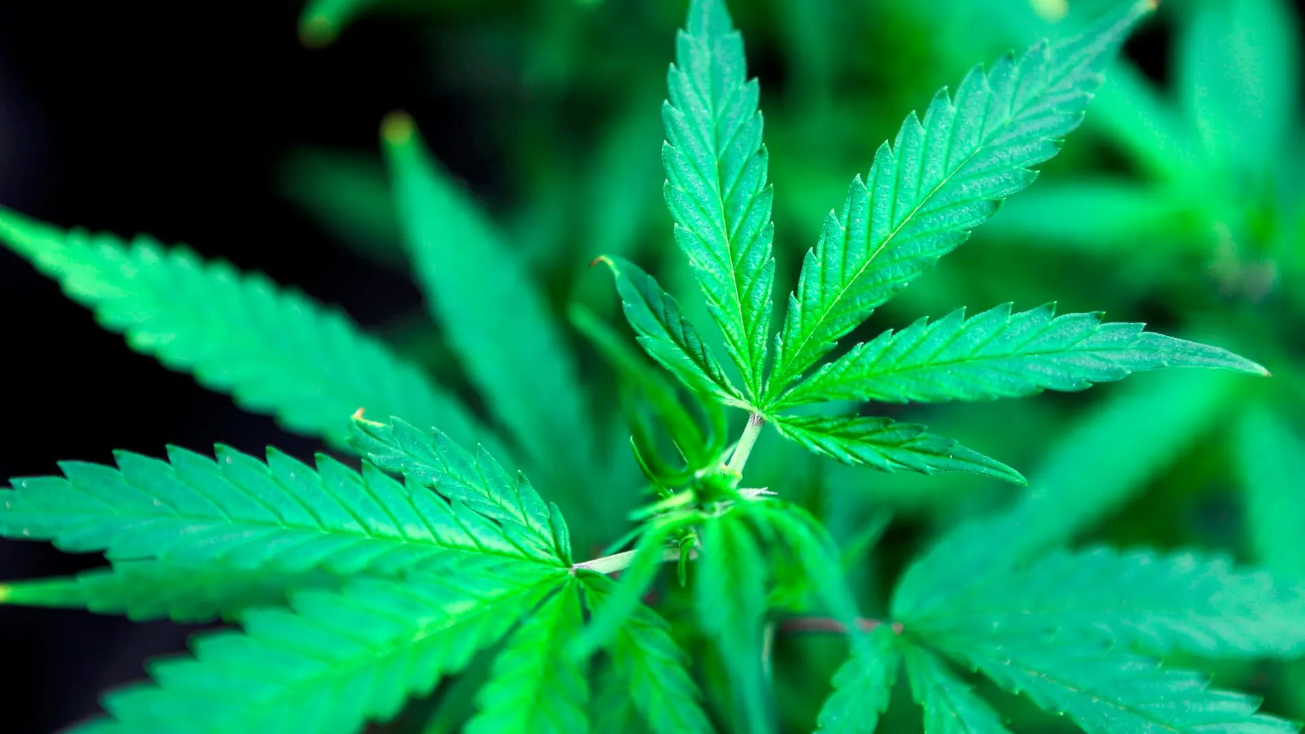 Planta de cannabis
