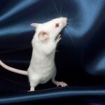 Las especies pequeñas viven menos según un estudio del CNIO