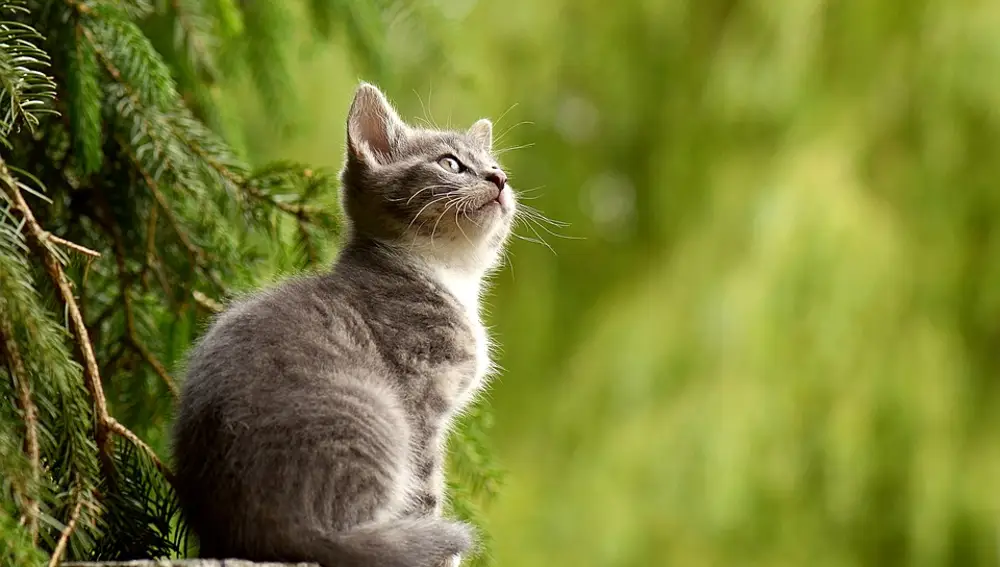 Esta es la hierba con la que tu gato “se coloca”