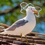 Una gaviota con unas anillas de plástico enganchadas al pico/EFE