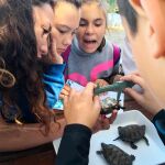 Antes de soltarlas al agua, los alumnos y los especialistas de l’Oceanogràfic tomaron las medidas de los animales