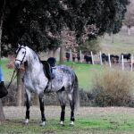 Sergio Galán con uno de los caballos de su cuadra (Foto: Natalia Rivas)