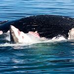 Fotograma del tiburón devorando a la ballena