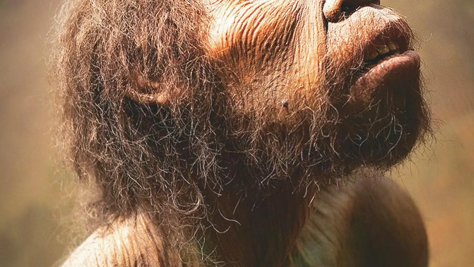 ¿Miraba el hombre primitivo a las estrellas?