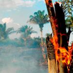 Arde la Amazonía (I)
