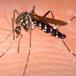 El virus del Zika se ha detectado en el mosquito tigre.