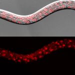 C. Elegans, gusano utilizado para identificar los puntos débiles de células tumorales humanas