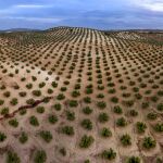 La agricultura es un sector fundamental para la economía andaluza
