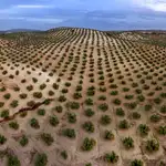 La agricultura es un sector fundamental para la economía andaluza