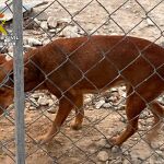 Investigan a un hombre por golpear a sus perros y difundir los vídeos del maltrato