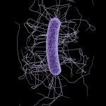 Imagen de Clostridium difficile bacterium