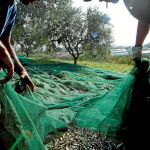 Toda Andalucía registra caídas en la oliva