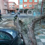 Un árbol se desploma sobre un vehículo estacionado junto al pabellón municipal de deportes en la avenida Castilla de la capital palentina y le provoca daños materiales, los bomberos de la capital le ha retirarlo