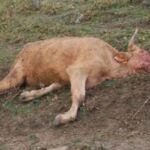 Imagen de la res muerta tras ser atacada por buitres