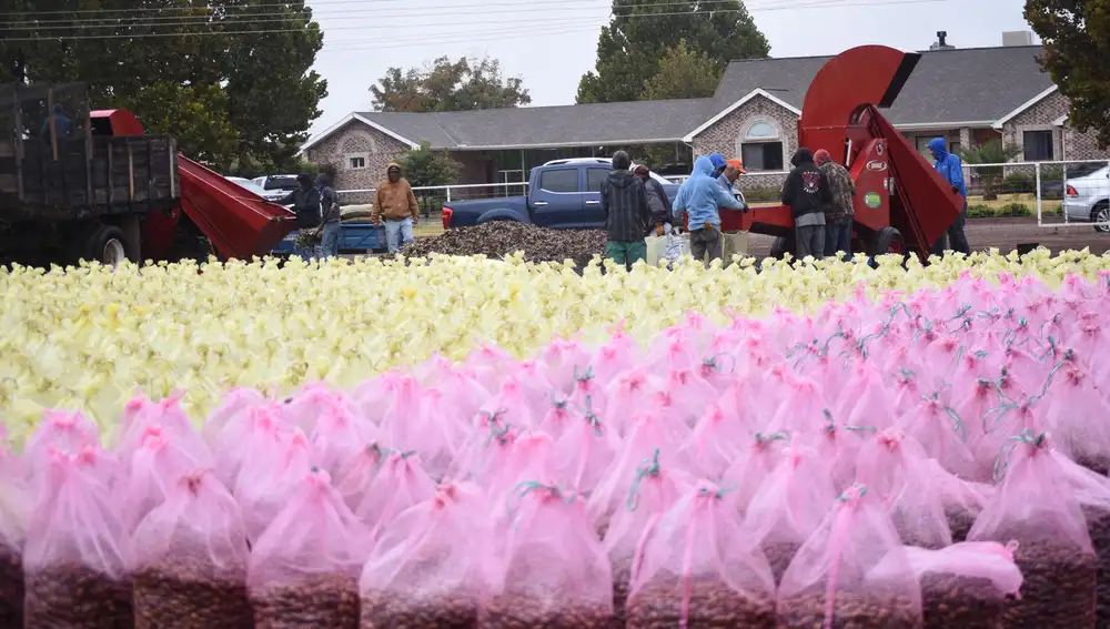 Jornaleros en la cosecha de nuez de la comunidad LeBarón, en el estado de Chihuahua (México).