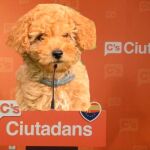 Lucas ha ganado protagonismo tras la dimisión de Rivera