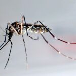 Una imagen de mosquito “aedes aegypti” que puede ser portador de enfermedades como el dengue, fiebre amarilla, chikunguña, fiebre de Zika o el virus Malayo.