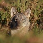 Las Opas lamentan la última decisión del TC