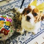 Los perros de razas pequeñas son más longevos