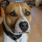 Un perro de raza American Sttanfordshire es el causante de los ladridos / Yvonne Lüneburger / Pixabay
