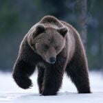 Un oso pardo en los montes Cárpatos