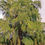 El árbol de la supervivencia