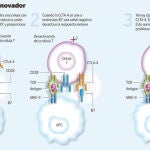 Inmunooncología para vencer al cáncer