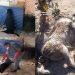 Imágenes de los canes asesinados12/4/2019