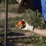 El TSJM ordena la reposición a su estado natural de una superficie de 4,91 hectáreas cultivadas de arbolado en producción