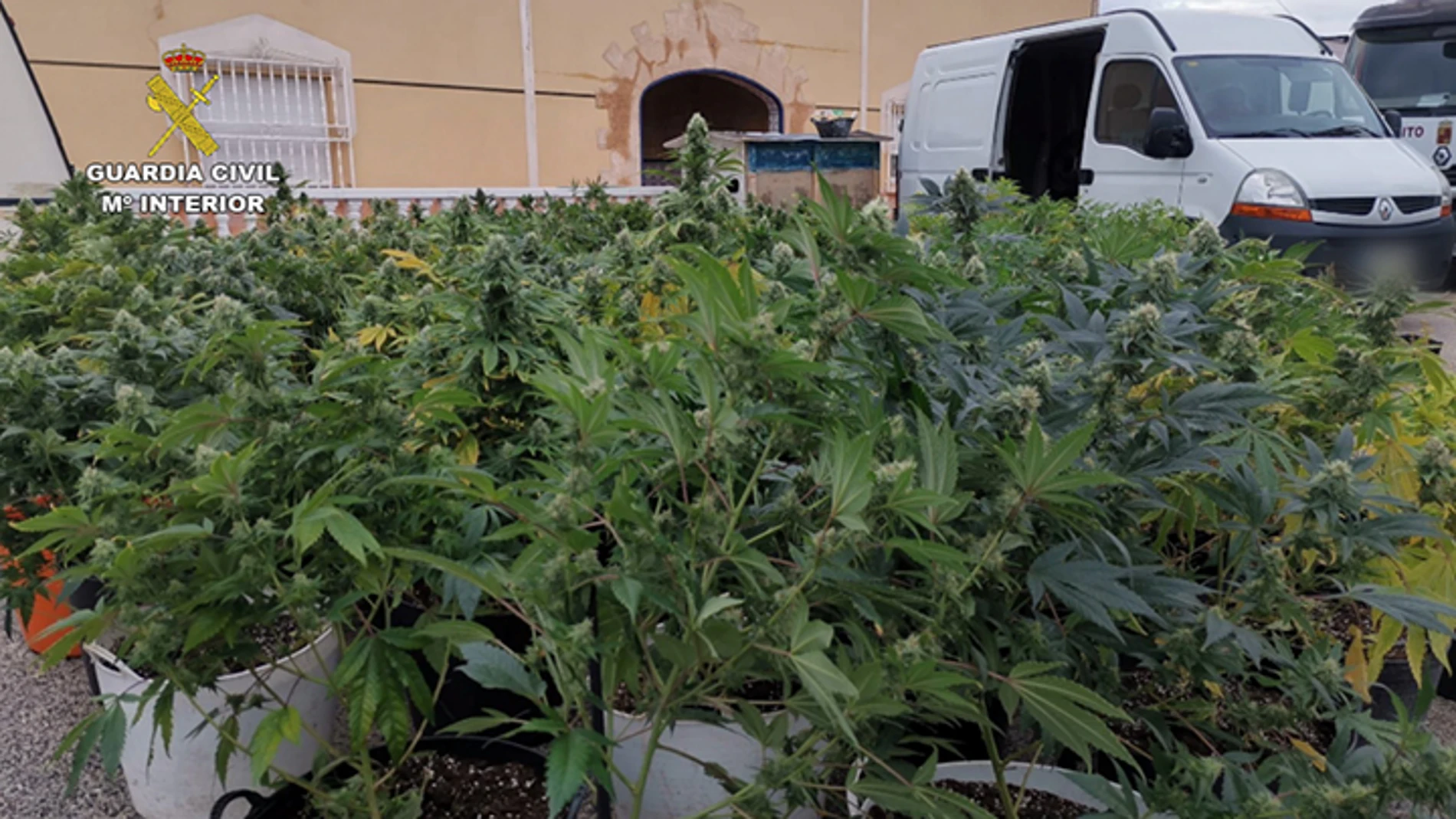 Plantas intervenidas en la operación de la Guardia Civil