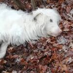Imagen del estado en el que fue localizado el perro