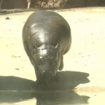 Nace un hipopótamo pigmeo en el zoológico chileno de Buin
