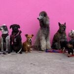 parlamento de perros