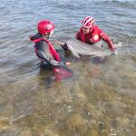 El equipo de rescate de la Cruz Roja ayudó al cetáceo en la costa de Mazarrón