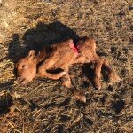 El ternero atacado por lobos en El Herradón de Pinares (Ávila)