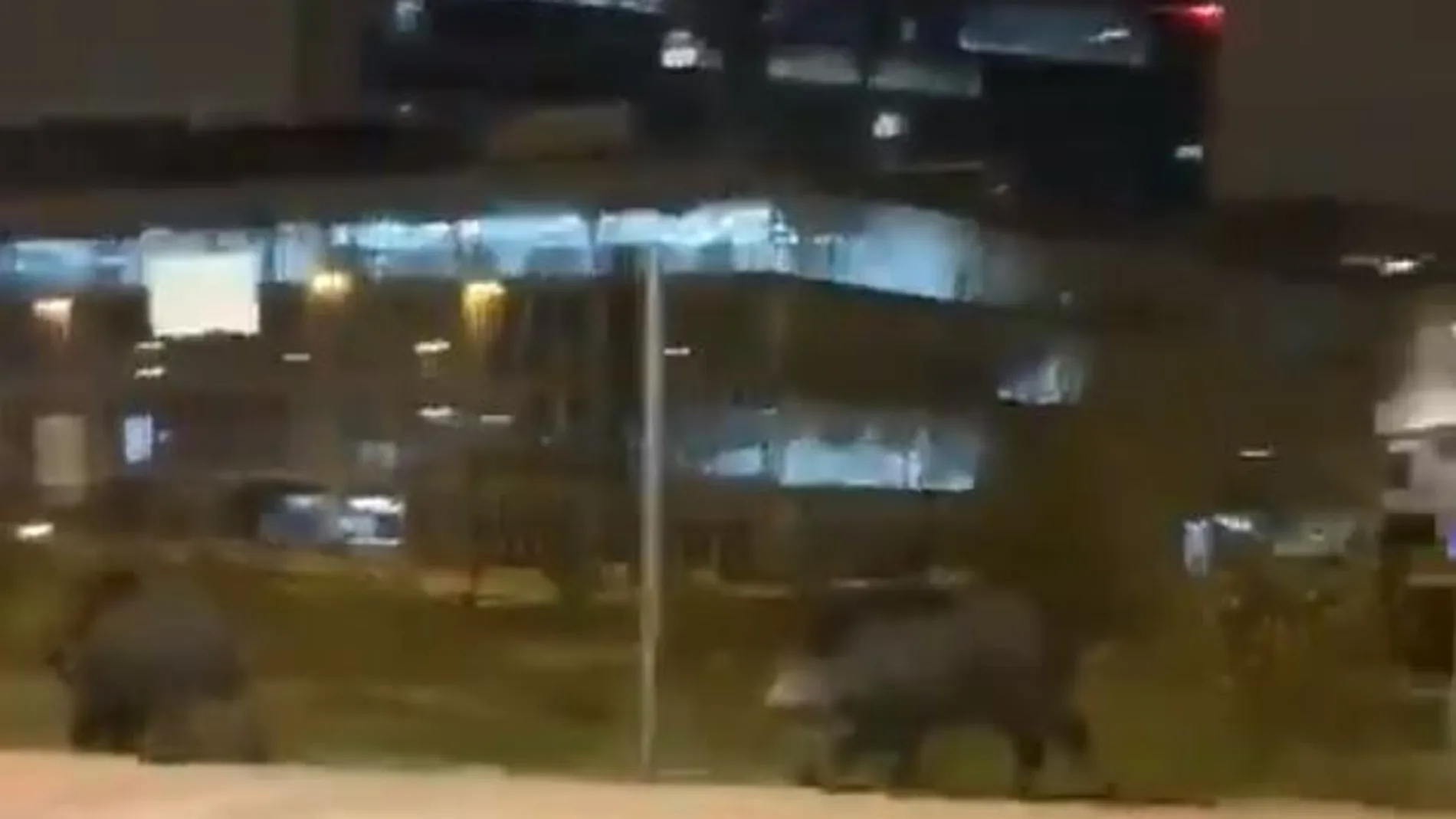 Jabalíes por las calles de Las Tablas