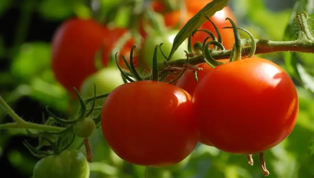 Ya existen tomates capaces de actuar como una vacuna
