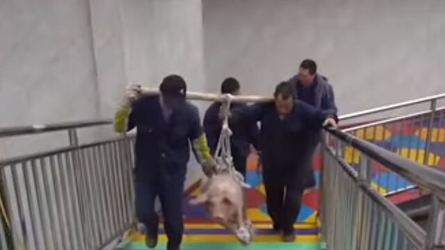 Cerdo maltratado en parque temático en China