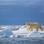 Los osos polares hibernan durante las noches polares para evitar descuadres en su reloj circadiano.