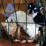 Algunos de los chihuahuas restacatados