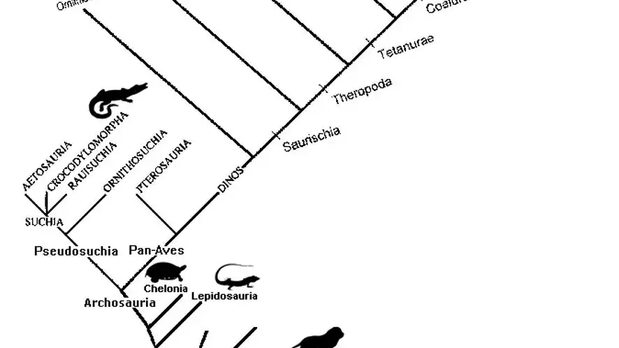 Cladograma de los amniotas. En él podemos ver que las aves se incluyen como dinosaurios, igual que los dinosaurios y los cocodrilos forman parte de los arcosaurios.